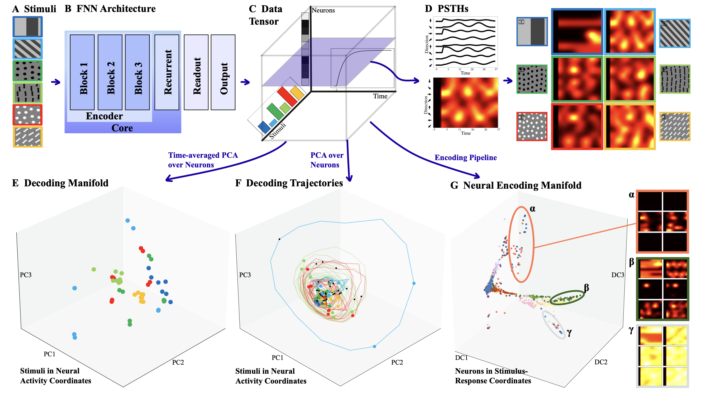 How Neural is a Neural Foundation Model?
